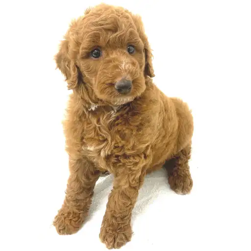 スタンダード・プードル