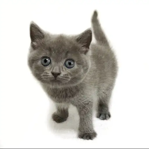 スコティッシュフォールド