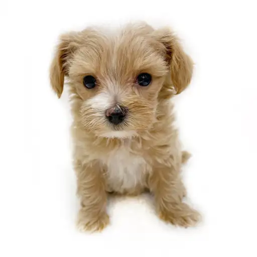 MIX（トイプードル×マルチーズ）