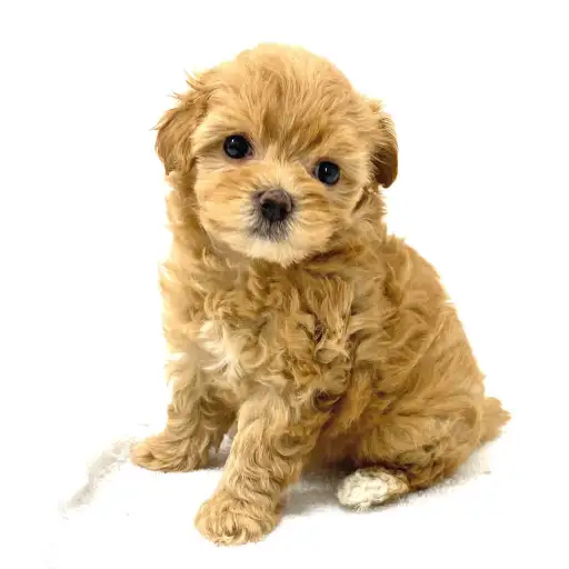 MIX（マルチーズ×トイプードル）