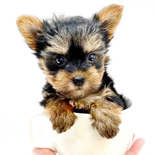 ヨークシャーテリア