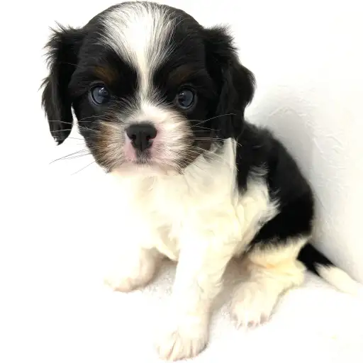 キャバリア・キングチャールズ・スパニエル