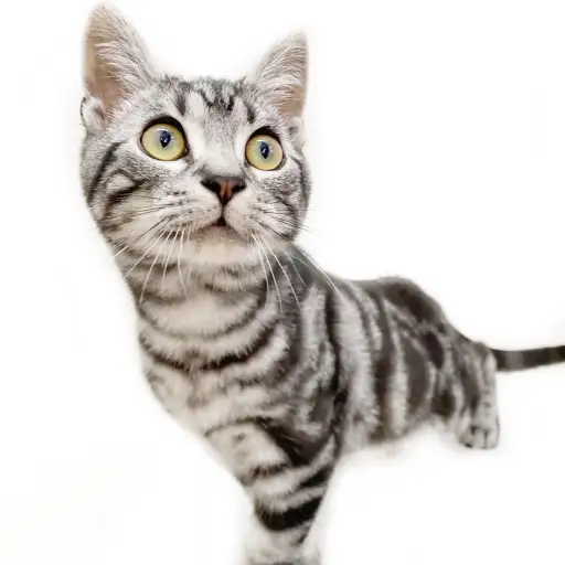 アメリカンショートヘア