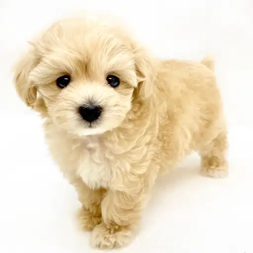 MIX（マルチーズ×トイプードル）