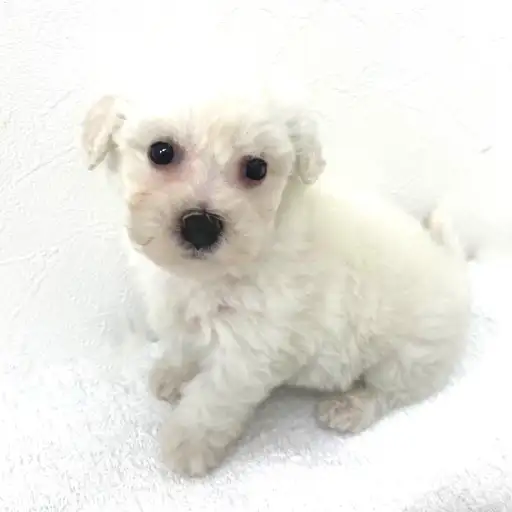 ビションフリーゼ