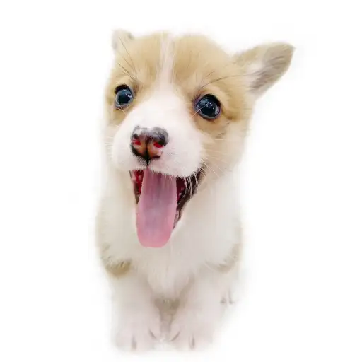 ウェルシュコーギーペンブローク