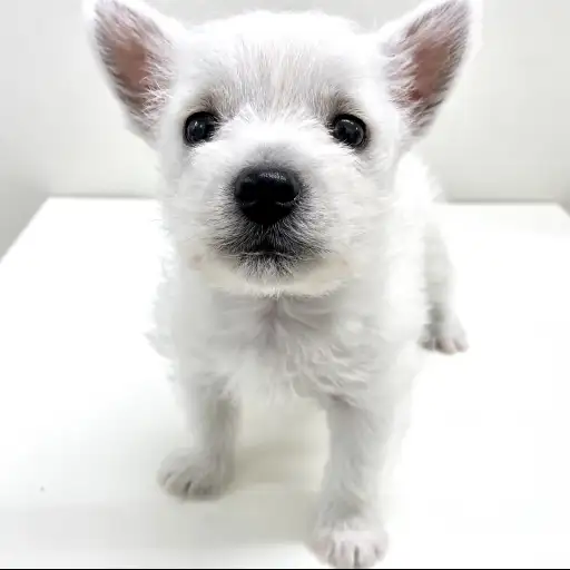 ウェストハイランドホワイトテリア