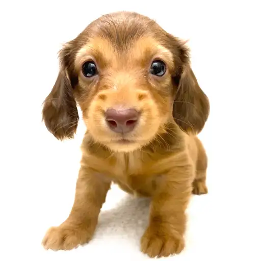 ミニチュア・ダックスフント