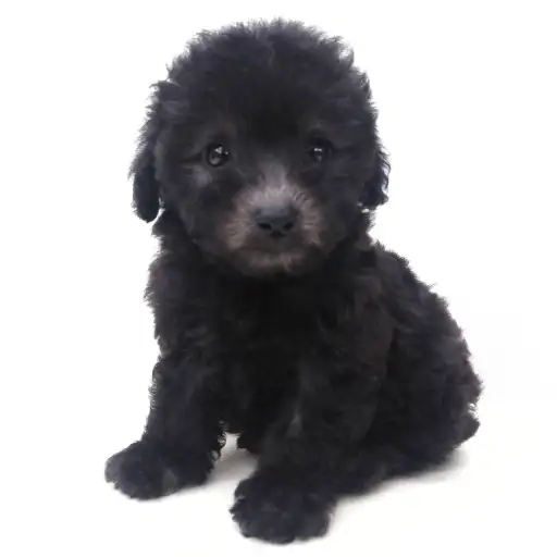 トイ・プードル