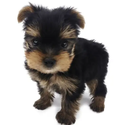 ヨークシャーテリア