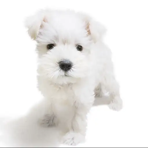 ミニチュア・シュナウザー