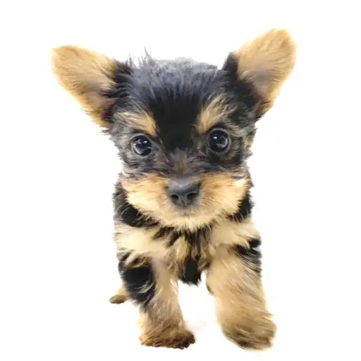 ヨークシャーテリア