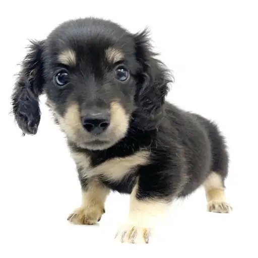 ミニチュア・ダックスフント