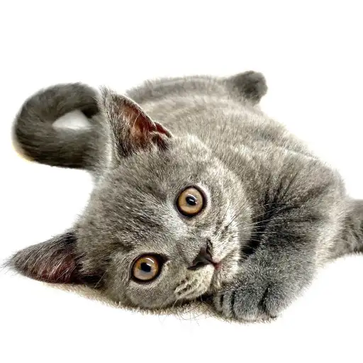 ブリティッシュショートヘア