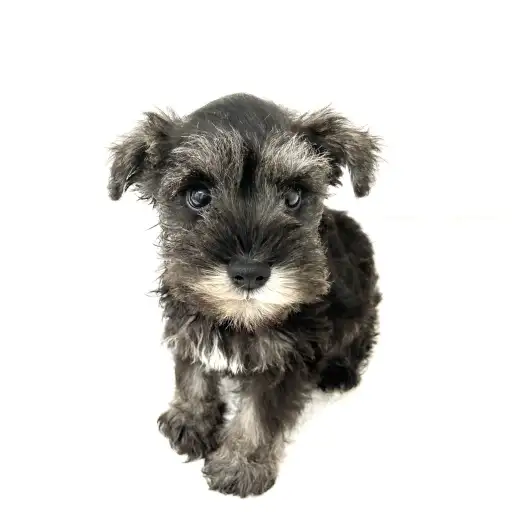 ミニチュア・シュナウザー