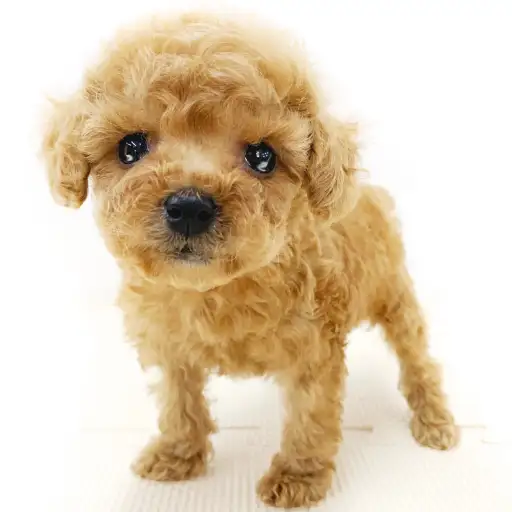 トイ・プードル