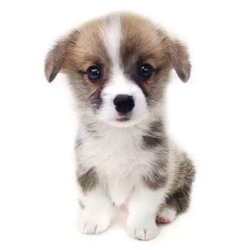 ウェルシュコーギーペンブローク