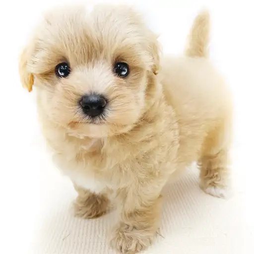 MIX（マルチーズ×トイプードル）