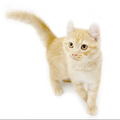 アメリカンカール