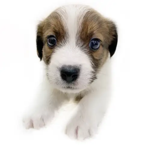 ジャックラッセルテリア