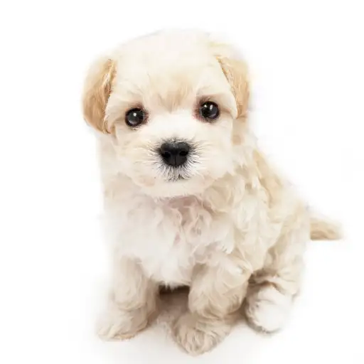 MIX(トイプードル×マルチーズ)