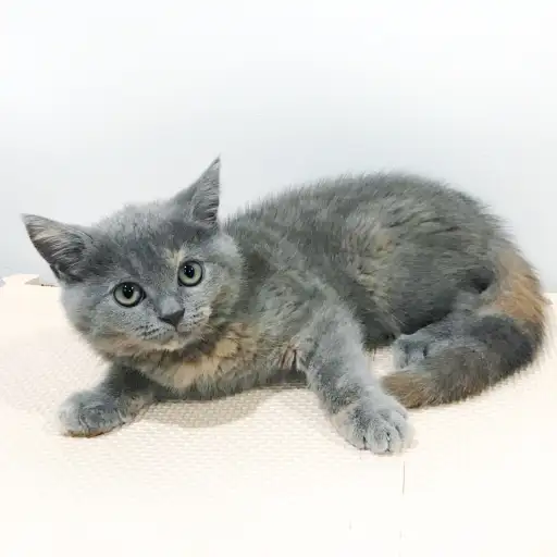 ブリティッシュショートヘア