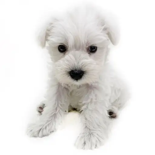 ミニチュア・シュナウザー