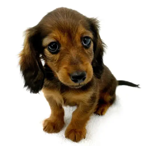 カニンヘン・ダックスフント