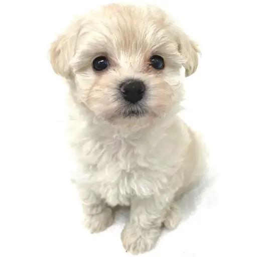 MIX（マルチーズ×トイプードル）