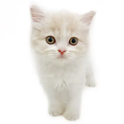 スコティッシュフォールド