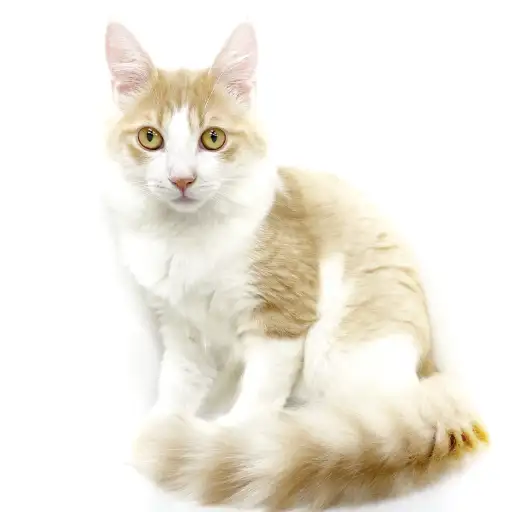 ノルウェージャンフォレストキャット