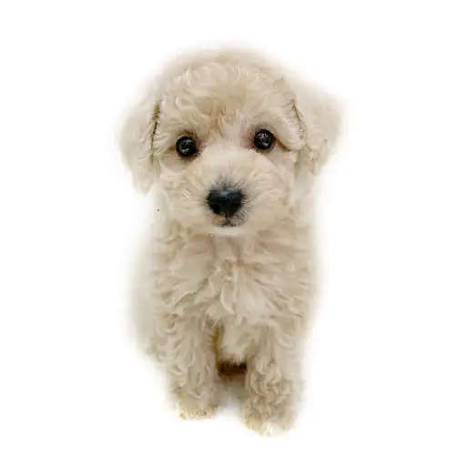 トイ・プードル