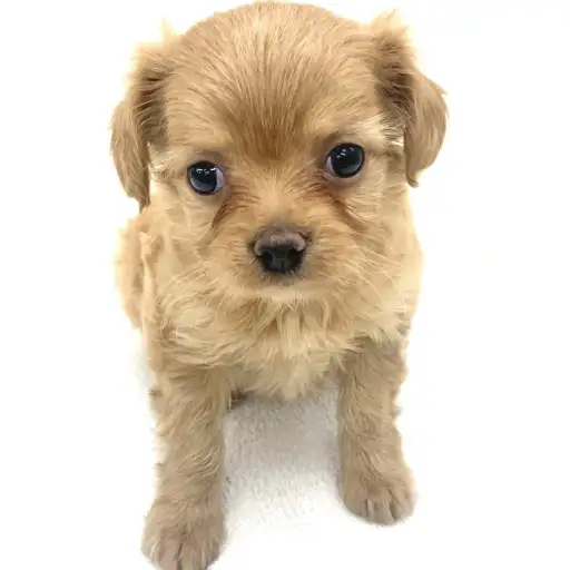 MIX（トイプードル×イタリアングレーハウンド）