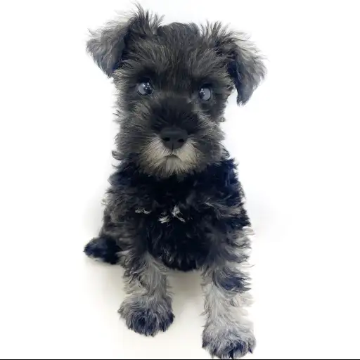 ミニチュア・シュナウザー