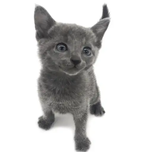 ロシアンブルー