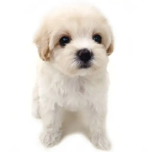 MIX（トイプードル×マルチーズ）