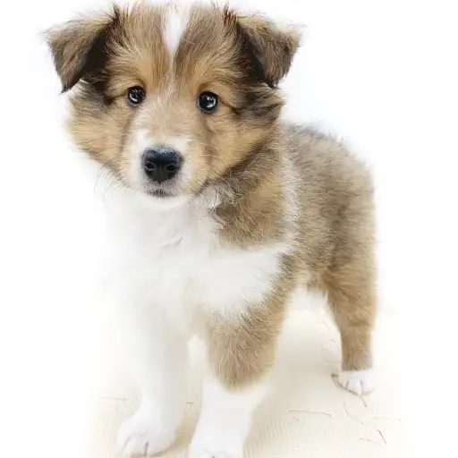 シェットランドシープドッグ