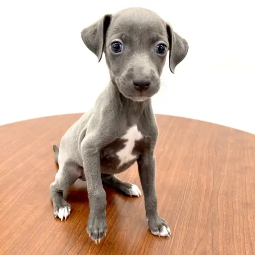 イタリアングレーハウンド