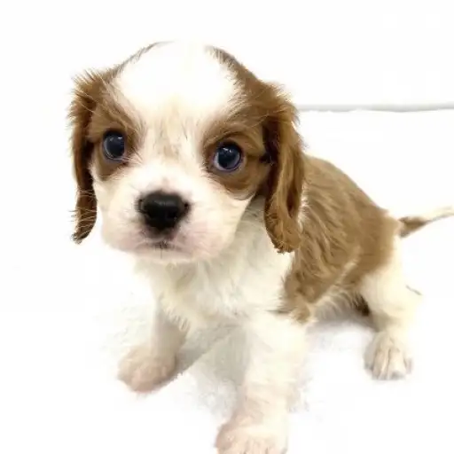 キャバリア・キングチャールズ・スパニエル
