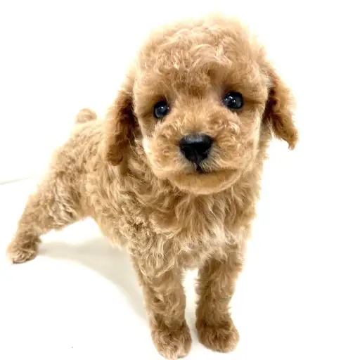 トイ・プードル