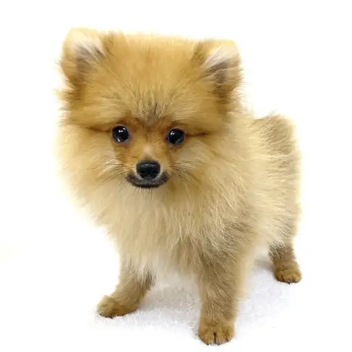 ポメラニアン