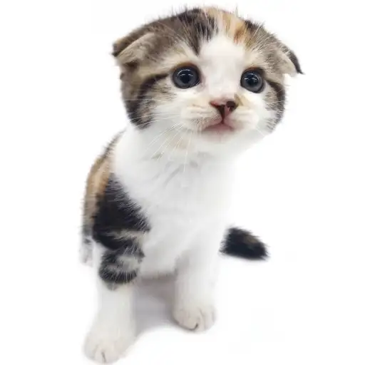 スコティッシュフォールド