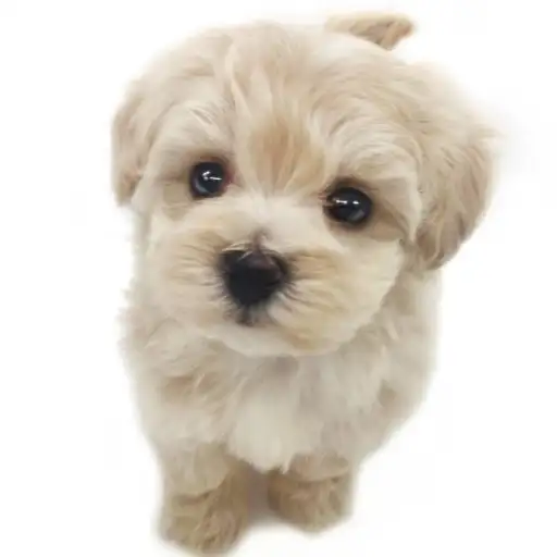 MIX（トイプードル×マルチーズ）