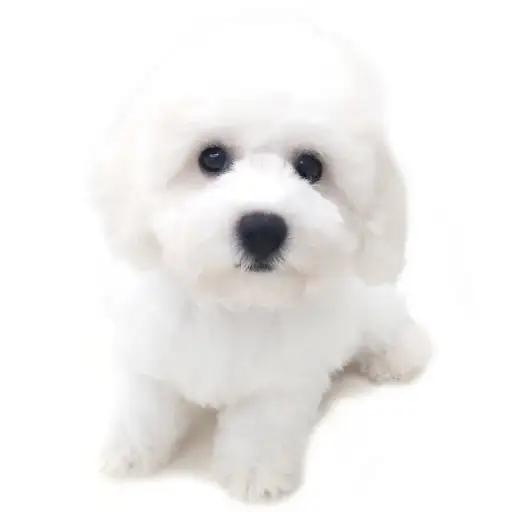 ビションフリーゼ