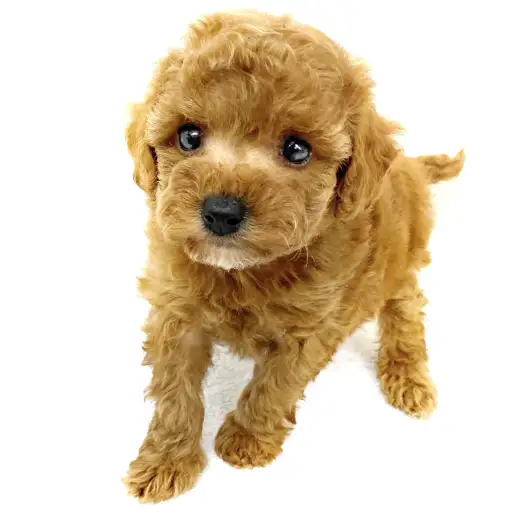 トイ・プードル