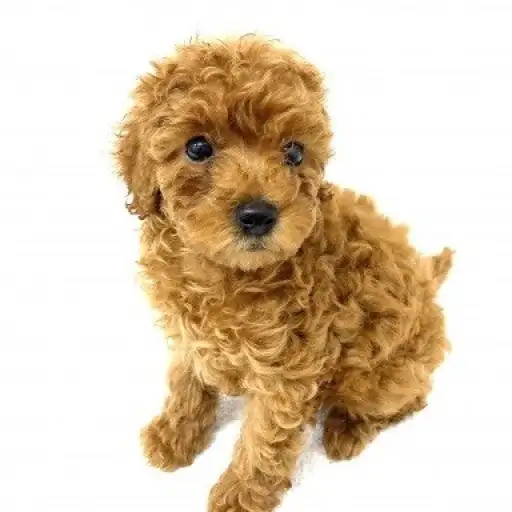 トイ・プードル