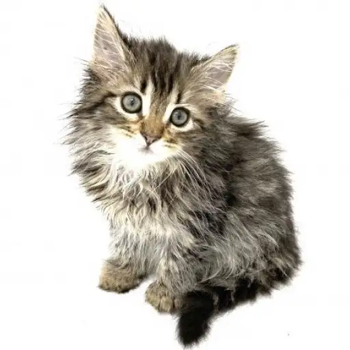 ノルウェージャンフォレストキャット