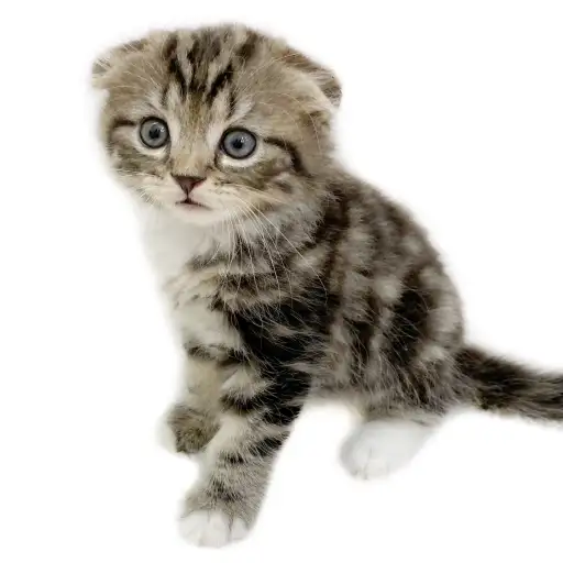 スコティッシュフォールド