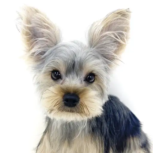 ヨークシャーテリア