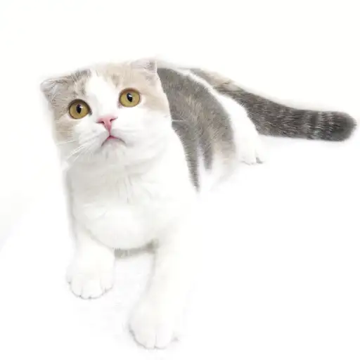 スコティッシュフォールド